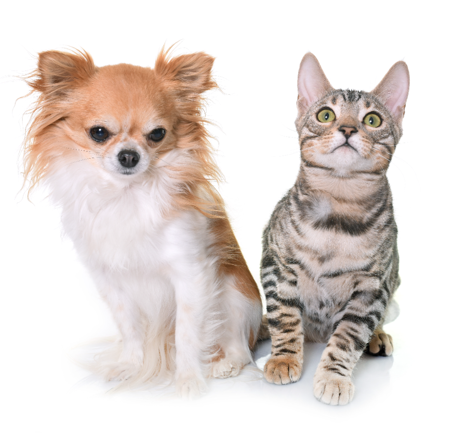 A bengal kitten with a chihuahua