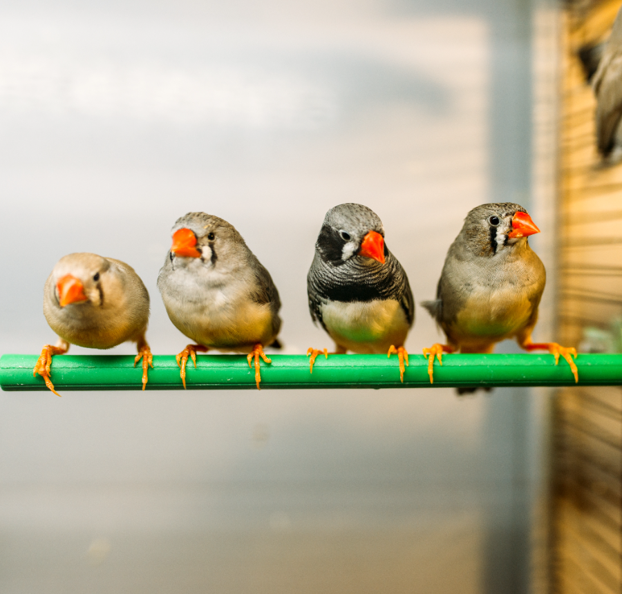 Finches perched on a bar in the pet shop